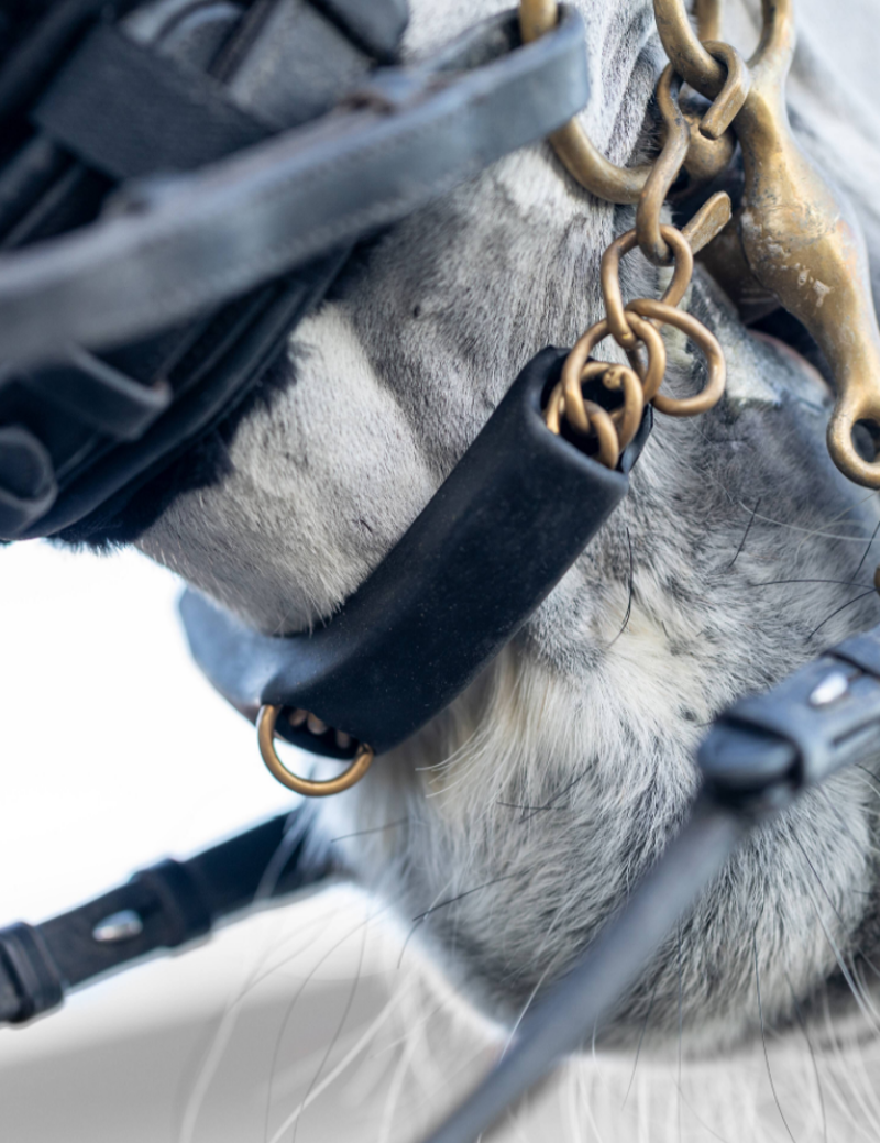 LeMieux Rubber Curb Chain Guard - Black-1